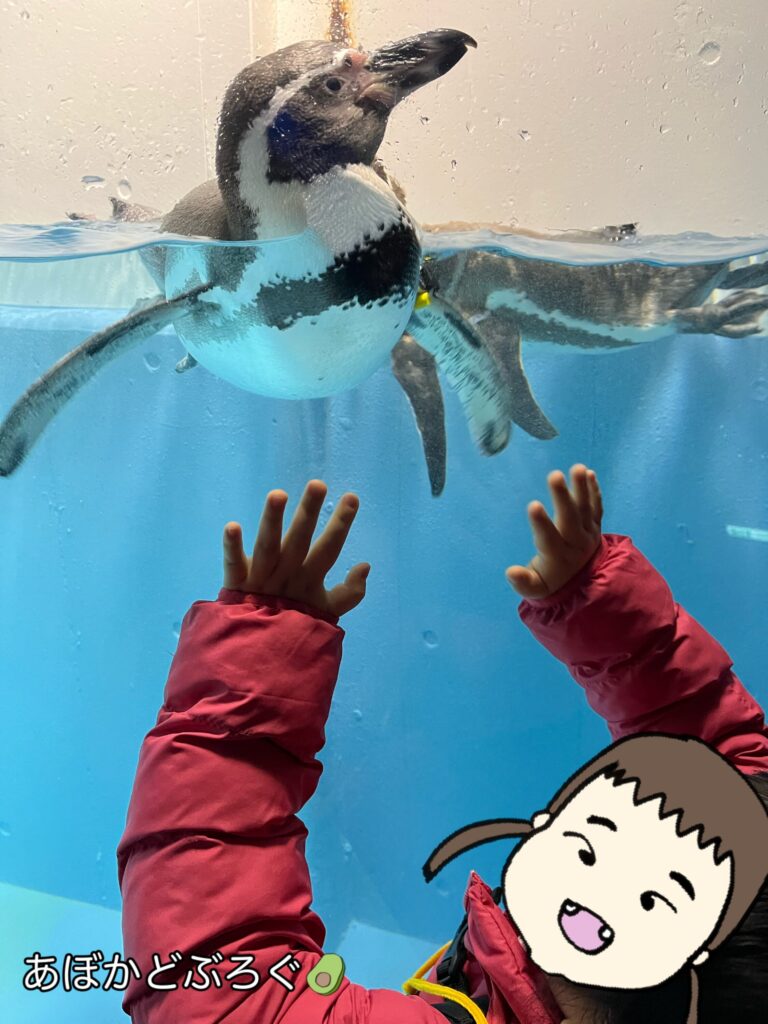 シーズー ペンギン